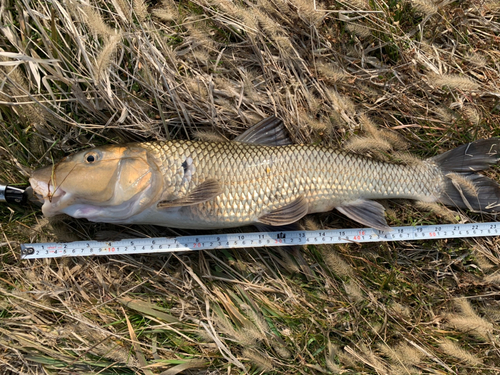 ニゴイの釣果