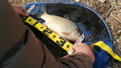 ヘラブナの釣果