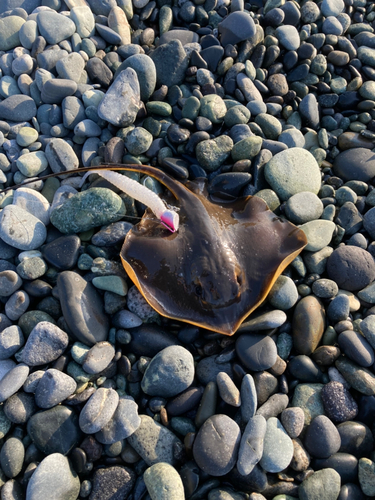 エイの釣果