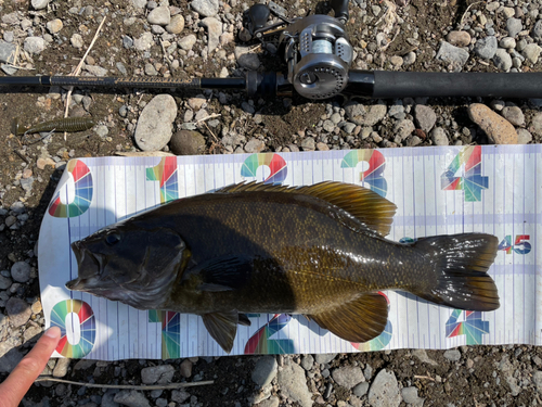 スモールマウスバスの釣果