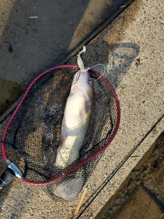 アメリカンキャットフィッシュの釣果