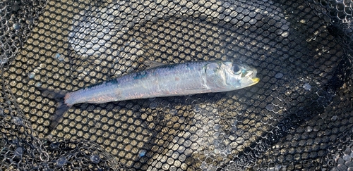 イワシの釣果