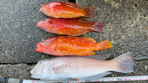 シロアマダイの釣果