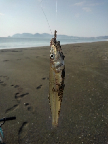 シロギスの釣果