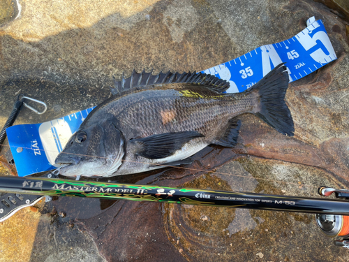 チヌの釣果