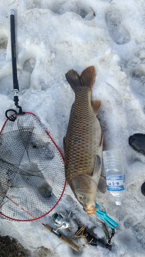 コイの釣果