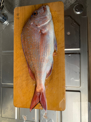 マダイの釣果