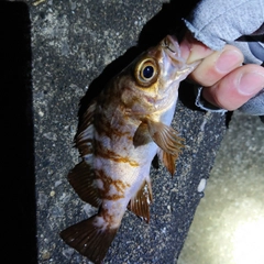 メバルの釣果