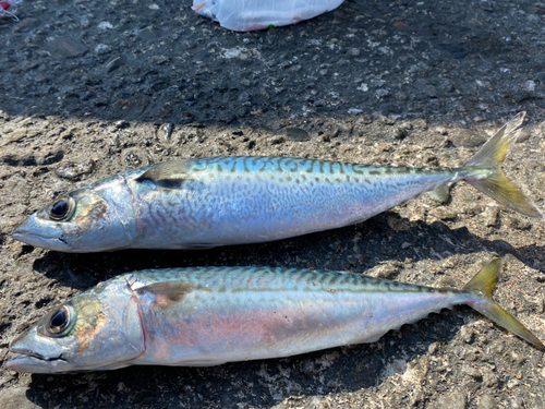 サバの釣果