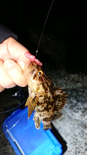 タケノコメバルの釣果