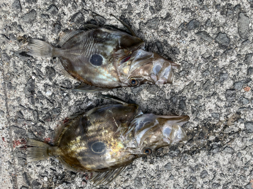 マトウダイの釣果