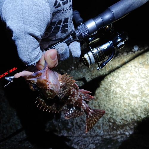 アラカブの釣果