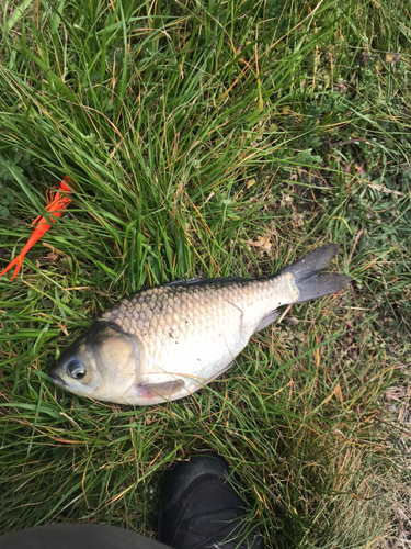 フナの釣果