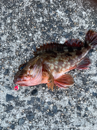 カサゴの釣果