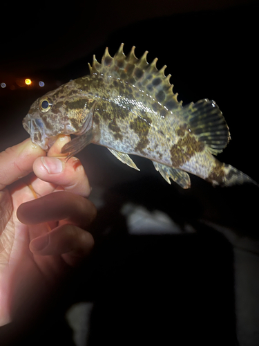 タケノコメバルの釣果