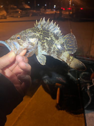 タケノコメバルの釣果