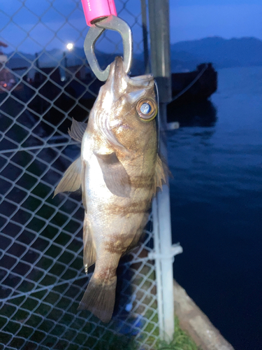 アカメバルの釣果