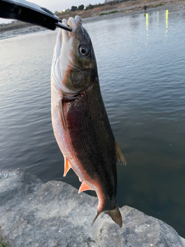 マルタウグイの釣果