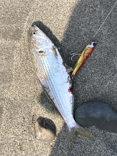 コノシロの釣果