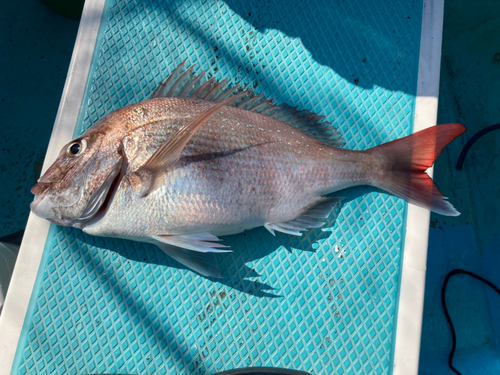 マダイの釣果