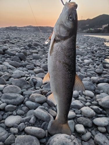 ウグイの釣果