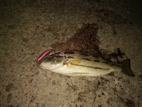 コトヒキの釣果