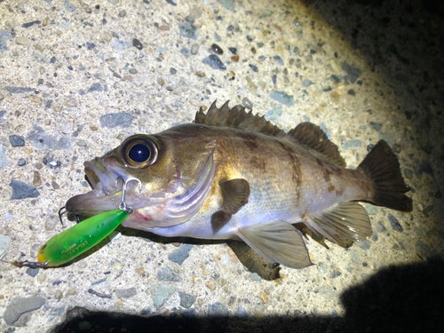 メバルの釣果