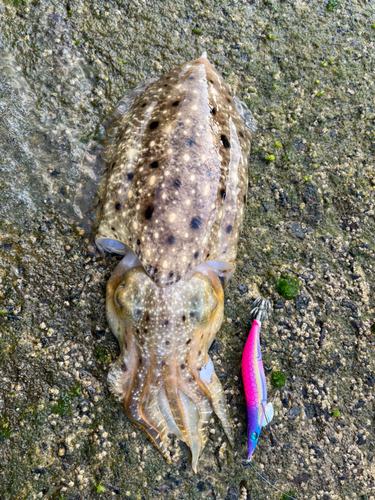 コブシメの釣果