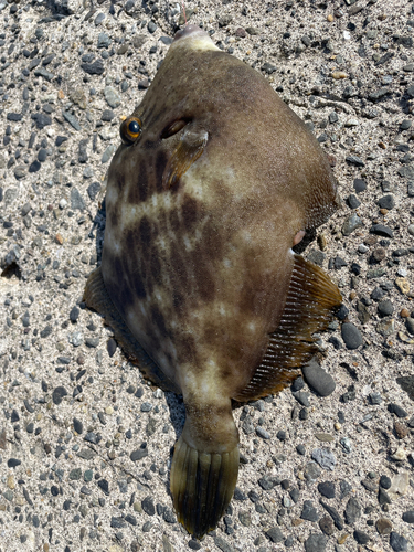 カワハギの釣果