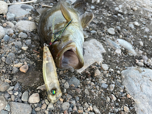 スモールマウスバスの釣果