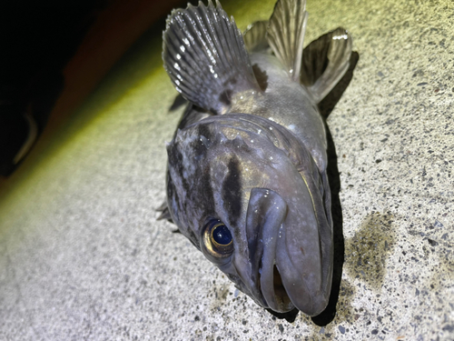 クロソイの釣果