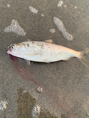 コノシロの釣果