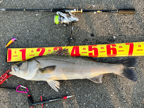 シーバスの釣果