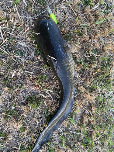 ナマズの釣果