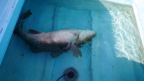 タラの釣果