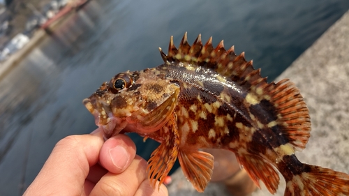 カサゴの釣果