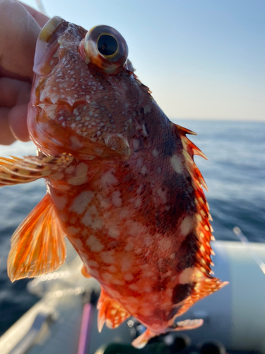 カサゴの釣果