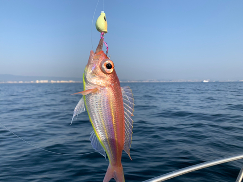 イトヨリダイの釣果