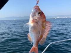 レンコダイの釣果