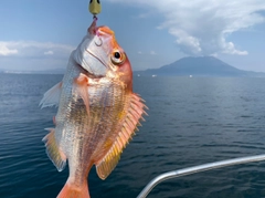 レンコダイの釣果