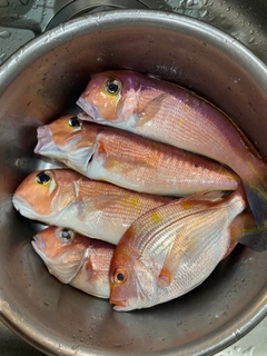 アマダイの釣果