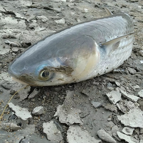 ボラの釣果