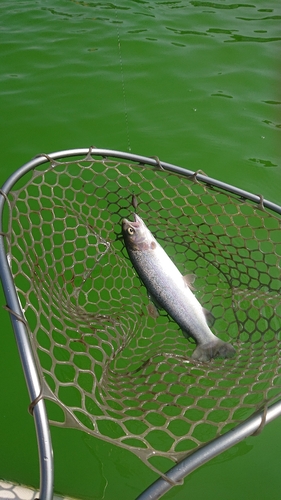 ニジマスの釣果