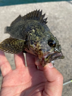 タケノコメバルの釣果