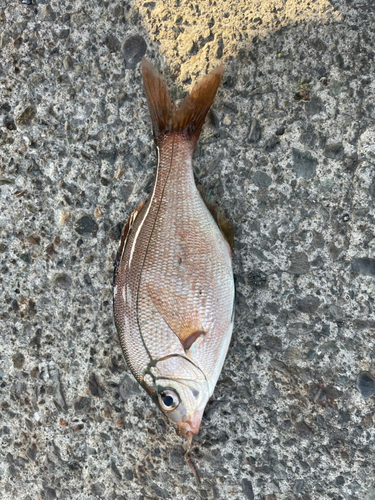 ウミタナゴの釣果