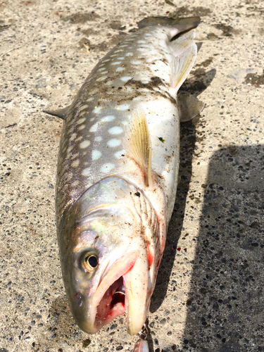 アメマスの釣果