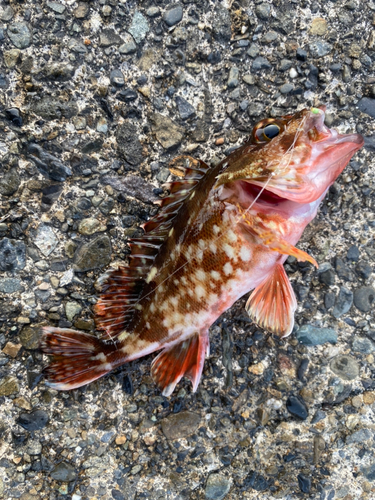 カサゴの釣果