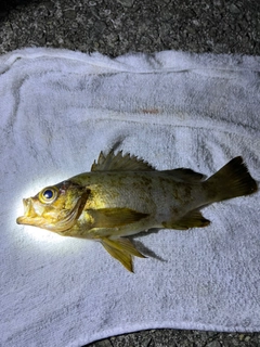 アカメバルの釣果