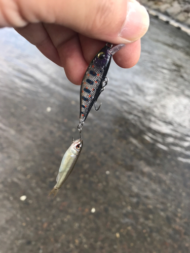 カワムツの釣果