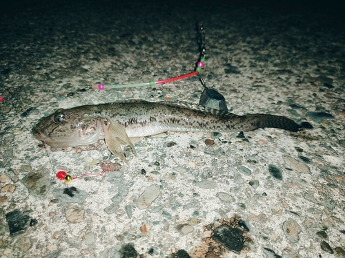 ハゼの釣果